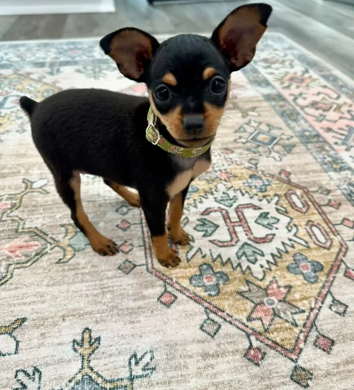Archie
