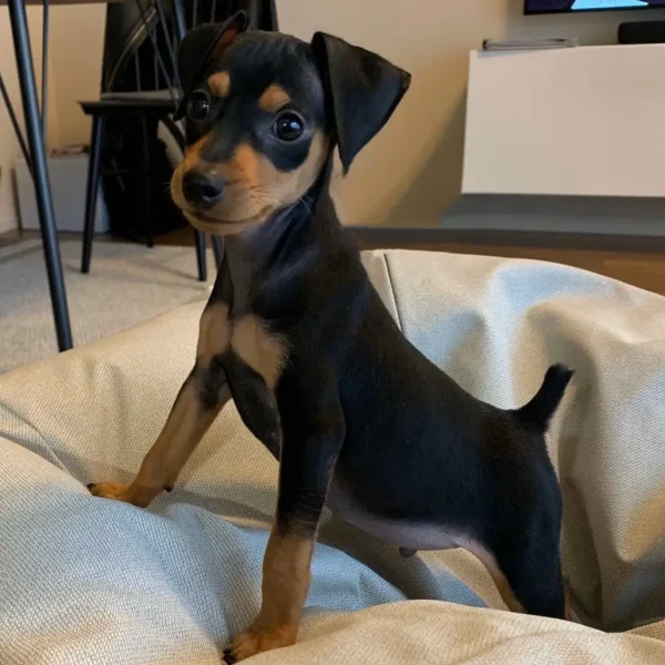 Zeus